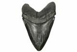 Fossil Megalodon Tooth - Massive Meg Tooth! #178758-1